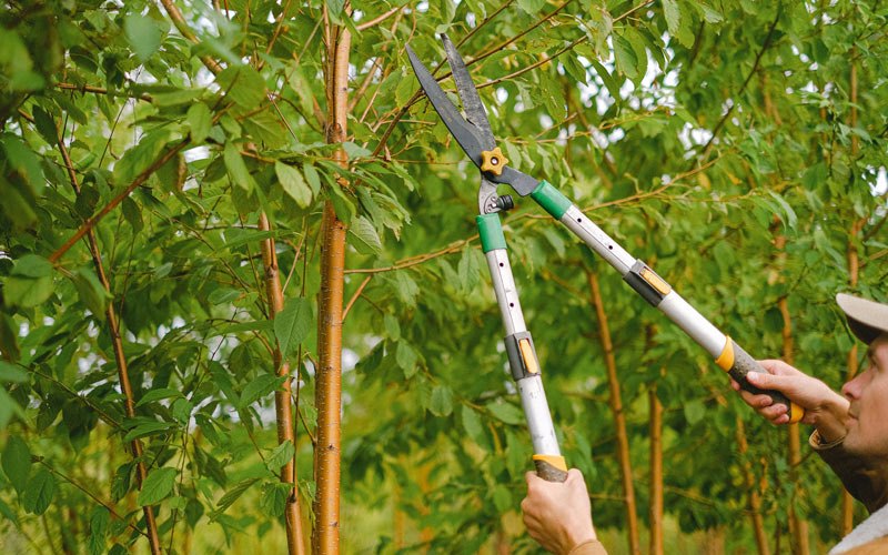 Tree trimming in Alkol, WV