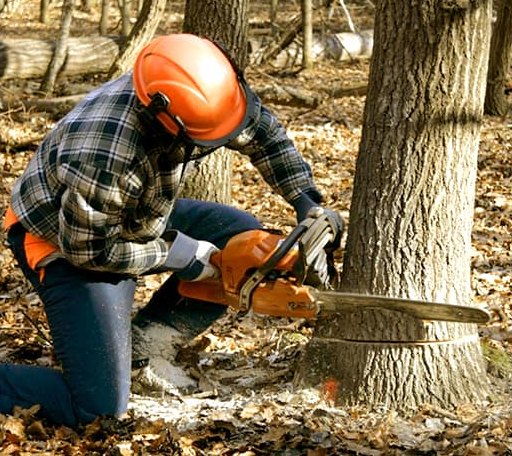 Tree Removal in Alkol, WV